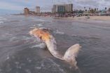 La ballena fue localizada el lunes por la mañana en las inmediaciones del muelle de Playas de Rosarito en Baja California.