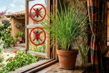 Plantas para ahuyentar a moscas.