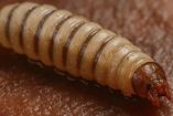 larva