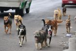 Tan sólo en el municipio de Nezahualcóyotl se estima que hay más de 20 mil lomitos en las calles