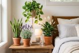 Plantas para dormir mejor que debes tener en tu dormitorio