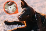 ¿Cómo quitar las garrapatas a un perro?