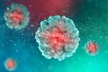 El hantavirus puede transmitirse inicialmente por contacto con saliva, orina o excremento de roedores infectados.