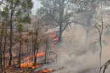 incendio forestal