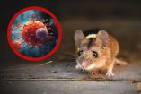 Chile enfrenta un aumento de muertes por hantavirus mientras continúa la investigación internacional sobre la variante Andes.