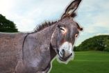Santuarios de burros en México