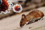 El virus Andes es la única variante de hantavirus con capacidad limitada de transmisión entre personas.