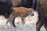 La Reserva Cuenca Los Ojos registra los primeros nacimientos de bisonte en Sonora.
