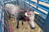 Un toro de lidia escapó y desquició la carretera México–Querétaro en El Marqués, causando caos vial antes de ser asegurado por autoridades.