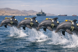 La polémica de los delfines kamikazes comenzó tras un reportaje publicado por The Wall Street Journal.