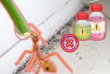 ¿Cómo eliminar una plaga de hormigas sin insecticida?