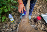 ernesto.mendez@gimm.com.mxEl número de animales de vida silvestre con miasis por Gusano Barrenador del Ganado (Cochliomyia hominivorax), se elevó a 11 con la aparición de un nuevo caso en el municipio de Berriozábal, Chiapas.De acuerdo a datos del Servicio Nacional de Sanidad, Inocuidad y Calidad Agroalimentaria (Senasica), el pasado 13 de abril se identificó a un ciervo rojo (Cervus elaphus), macho de aproximadamente tres años de edad, con gusanera en una lesión en la pata trasera derecha.El reporte se realizó en la Unidad de Manejo para la Conservación de la Vida Silvestre (UMA), Santa Cecilia, cuando se observó a un ciervo rojo con la herida infestada de larvas, ocasionada por la agresión de otros ejemplares. La presencia del parásito fue confirmada por los laboratorios del Centro Nacional de Referencia en Parasitología Animal y Tecnología Analítica (CENAPA).De esta forma, suman 11 casos de Gusano Barrenador del Ganado en fauna silvestre, cuatro bajo cuidado profesional en un ambiente confinado y siete en vida libre.Según las estadísticas, hasta el momento van cinco ciervos rojos con este parásito, cuatro en Yucatán y ahora uno en Chiapas, lo que hace a esta especie Cervus elaphus, la más afectada por el parásito entre los animales de vida silvestre. Los otros casos registrados desde abril de 2025 a la fecha son: una aguililla caminera (Tabasco), una paloma común (Veracruz), un mono saraguato (fallecido en Chiapas), un búfalo de agua (Campeche), un tapir (Campeche) y un venado cola blanca (Veracruz). ernesto.mendez@gimm.com.mxEl número de animales de vida silvestre con miasis por Gusano Barrenador del Ganado (Cochliomyia hominivorax), se elevó a 11 con la aparición de un nuevo caso en el municipio de Berriozábal, Chiapas.De acuerdo a datos del Servicio Nacional de Sanidad, Inocuidad y Calidad Agroalimentaria (Senasica), el pasado 13 de abril se identificó a un ciervo rojo (Cervus elaphus), macho de aproximadamente tres años de edad, con gusanera en una lesión en la pata trasera derecha.El reporte se realizó en la Unidad de Manejo para la Conservación de la Vida Silvestre (UMA), Santa Cecilia, cuando se observó a un ciervo rojo con la herida infestada de larvas, ocasionada por la agresión de otros ejemplares. La presencia del parásito fue confirmada por los laboratorios del Centro Nacional de Referencia en Parasitología Animal y Tecnología Analítica (CENAPA).De esta forma, suman 11 casos de Gusano Barrenador del Ganado en fauna silvestre, cuatro bajo cuidado profesional en un ambiente confinado y siete en vida libre.Según las estadísticas, hasta el momento van cinco ciervos rojos con este parásito, cuatro en Yucatán y ahora uno en Chiapas, lo que hace a esta especie Cervus elaphus, la más afectada por el parásito entre los animales de vida silvestre. Los otros casos registrados desde abril de 2025 a la fecha son: una aguililla caminera (Tabasco), una paloma común (Veracruz), un mono saraguato (fallecido en Chiapas), un búfalo de agua (Campeche), un tapir (Campeche) y un venado cola blanca (Veracruz).