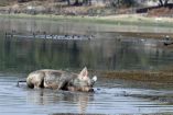 Un cerdo en una laguna