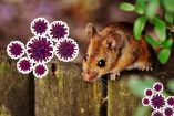 La variante Andes es la única cepa conocida del hantavirus con transmisión entre humanos.