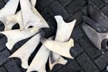 aletas de tiburón