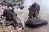 Videos difundidos en redes sociales captaron momentos de tensión entre los animales.