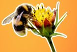 Día Mundial de las Abejas: ¿Qué pasaría si estos insectos se extinguen?