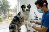 Médico veterinario tratando la herida de un perro pastor australiano infectado por el gusano barrenador del ganado en una clínica de Xochimilco, CDMX.
