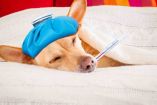 Síntomas de fiebre en perros