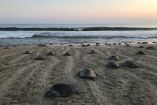 La Golfina es la tortuga marina más pequeña y abundante del mundo; en nuestro país está catalogada como “En Peligro de Extinción”.