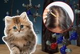¿Es seguro usar minoxidil cerca de mascotas?