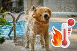 ¿Dónde mojar a tu perro cuando tiene calor? Así puedes refrescarlo