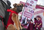 Con el apoyo del gobierno municipal, se ha procurado prevenir el abandono y el cuidado de los seres sintientes