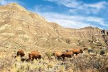 Ejemplares de bisonte americano en Coahuila.
