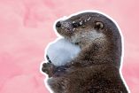 Cuánto cuesta tener una nutria en México