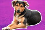 Mitos sobre los perros mestizos