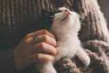 Cómo saber si eres la persona favorita de tu gato