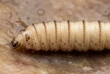 Gusano barrenador: estas fotos te ayudarán a identificar la larva en CDMX