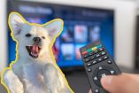 Películas protagonizadas por perritos que no te puedes perder