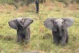 El video viral muestra al bebé elefante avanzando decidido hacia un automóvil lleno de visitantes en plena sabana africana.