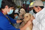 Los animales fueron trasladados al hospital veterinario de la Ciudad de México para recibir atención médica,