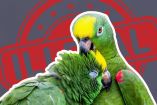 ¿Es legal tener un loro como mascota en México? Esto dice la ley para evitar el tráfico ilegal