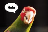 ¿Por qué los loros hablan?