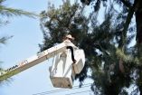 Los vecinos acusaron que se han realizado podas ilegales para liberar la vista de anuncios espectaculares