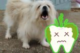 ¿Cómo eliminar el mal aliento de tu perro?