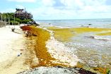 En la zona norte del estado 33 de las 100 playas supervisadas presentan presencia excesiva de sargazo.