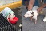 En la CDMX el maltrato animal se castiga con penas de seis meses a cuatro años de prisión