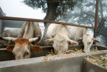 El USDA activó un estricto protocolo de respuesta que incluye la dispersión semanal de cuatro millones de moscas estériles para frenar su reproducción.