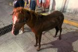 Personal de Protección Civil de Tabasco utilizó un sistema de poleas para rescatar a un potrillo atrapado en una alcantarilla.