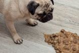 ¿Por qué mi perro vomita la comida sin digerir?
