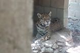 Rescatan 15 ejemplares de fauna silvestre enjaulados en Playa del Carmen