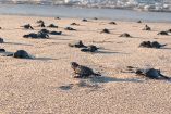 La temporada de llegada masiva de tortugas marinas en el Santuario Morro Ayuta, en la región del Istmo de Tehuantepec, rompió récord este año al superar los datos estadísticos.