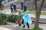 Paseo de la Reforma y Anillo Periférico concentraron las mayores emergencias por la fuerte precipitación acompañada de rachas de vientos de más de 50 kilómetros por hora.