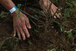 CIUDAD DE MÉXICO, 10JULIO2025.- Un voluntario coloca tierra en un árbol plantado  durante el inicio del programa de reforestación "Huizachtépetl: raíces para el futuro”, con 2 mil árboles y plantas de especies nativas que se pondrán como parte de esta jornada en el Cerro de la Estrella. FOTO: GRACIELA LÓPEZ/CUARTOSCURO.COM