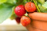 Cómo cultivar fresas en maceta