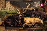 Collage de un ciervo canadiense y un yak, las dos especies de vida silvestre afectadas por el brote de gusano barrenador en el Zoológico de León.